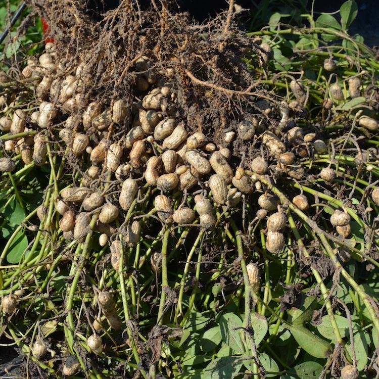 Proposed peanut assessment published in Federal Register